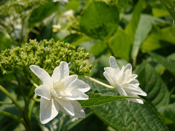 20100612 08.JPG 20100612 08.JPG