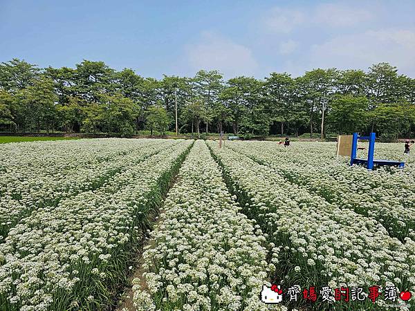 彰化埤頭．幸福韭韭 / 韭菜花田