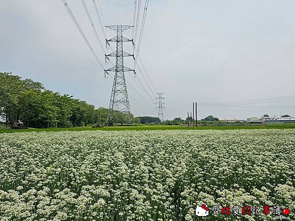 彰化埤頭．幸福韭韭 / 韭菜花田