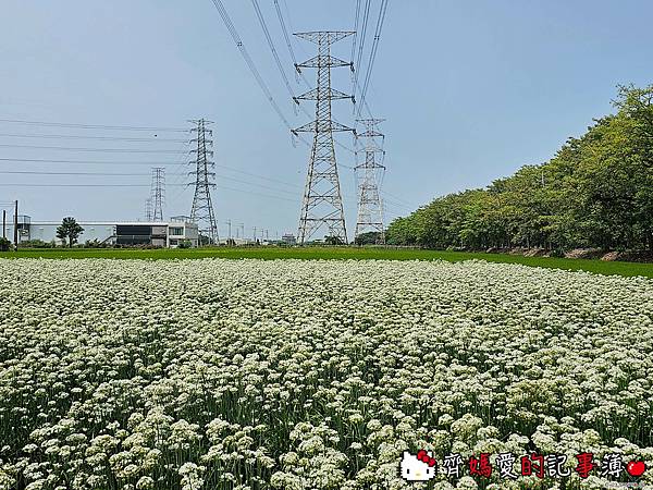 彰化埤頭．幸福韭韭 / 韭菜花田