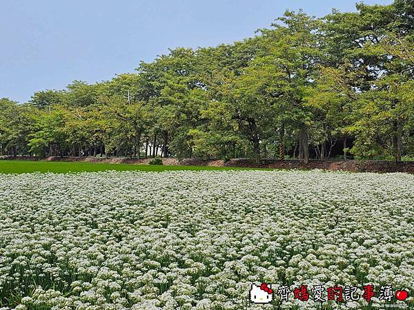 彰化埤頭．幸福韭韭 / 韭菜花田