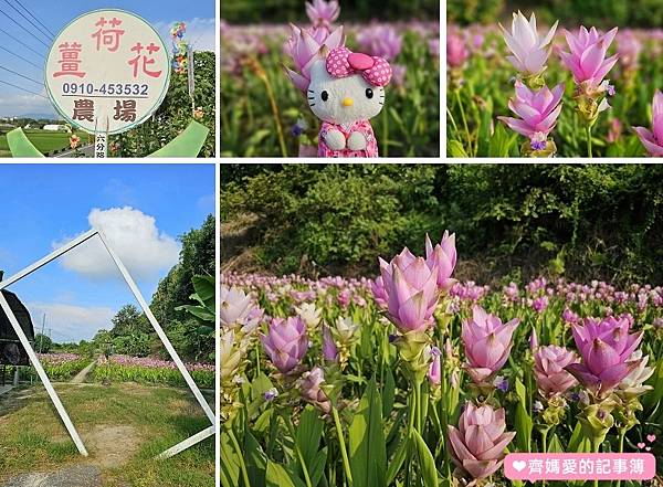 台中外埔．薑荷花農場