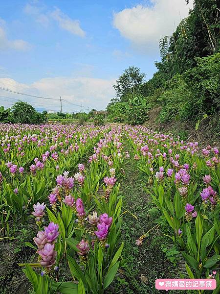 台中外埔．薑荷花農場