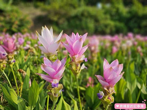 台中外埔．薑荷花農場