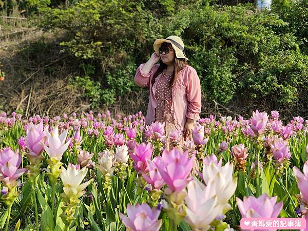 台中外埔．薑荷花農場 (泰國鬱金香 / 暹羅鬱金香)