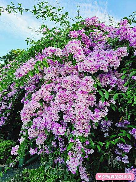 新北泰山．楓樹河濱公園 / 蒜香藤盛開