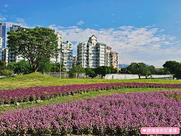 台北大直．美堤河濱公園 / 親水灣花海盛開