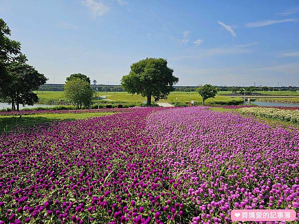 台北大直．美堤河濱公園 / 親水灣花海盛開