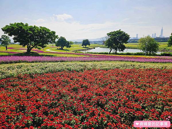 台北大直．美堤河濱公園 / 親水灣花海盛開