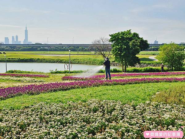 台北大直．美堤河濱公園 / 親水灣花海盛開