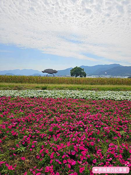 台中新社．2023台中國際花毯節 / 新社花海