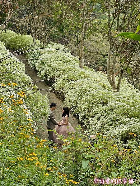 台中新社．桃李河畔景觀餐廳 (白雪木 / 黃金楓 / 萬壽菊