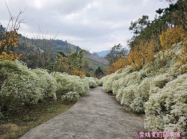 台中新社．桃李河畔景觀餐廳 (白雪木 / 黃金楓 / 萬壽菊