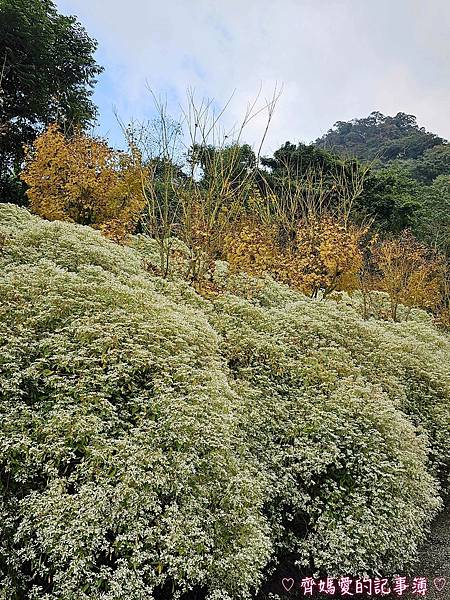 台中新社．桃李河畔景觀餐廳 (白雪木 / 黃金楓 / 萬壽菊