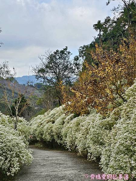 台中新社．桃李河畔景觀餐廳 (白雪木 / 黃金楓 / 萬壽菊