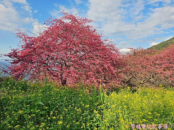 南投水里．阿本農場櫻花園 (櫻花 /油菜花)