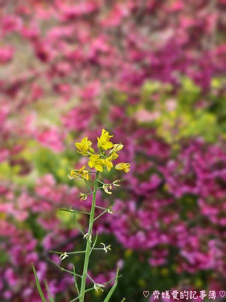 南投水里．阿本農場櫻花園 (櫻花 /油菜花)