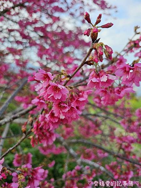 南投水里．阿本農場櫻花園 (櫻花 /油菜花)