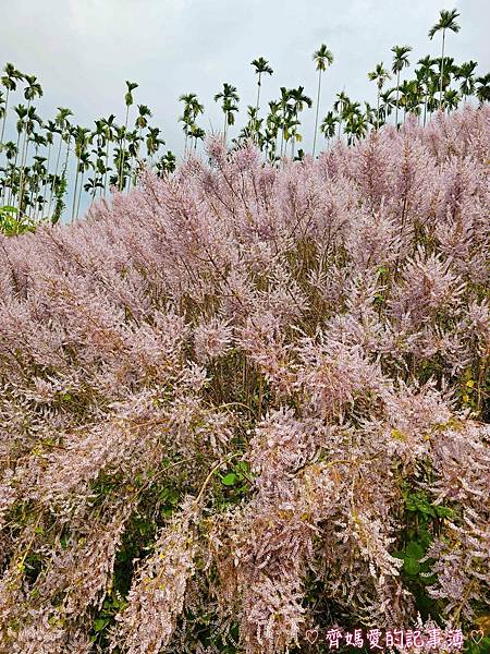 南投中寮．瑰蜜甜心玫瑰園 (麝香木 / 黃花風鈴木 / 九重