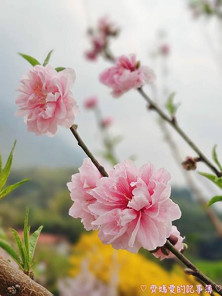 南投中寮．瑰蜜甜心玫瑰園 (麝香木 / 黃花風鈴木 / 九重