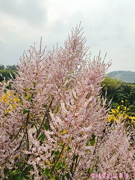 南投中寮．瑰蜜甜心玫瑰園 (麝香木 / 黃花風鈴木 / 九重