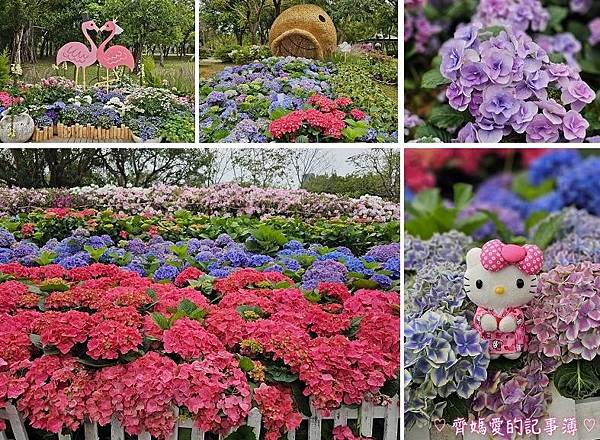 大安森林公園．台北杜鵑花季 / 繡球花 / 醉蝶花