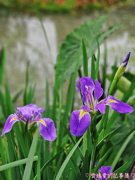 大安森林公園．台北杜鵑花季 / 繡球花 / 醉蝶花