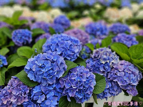 大安森林公園．台北杜鵑花季 / 繡球花 / 醉蝶花