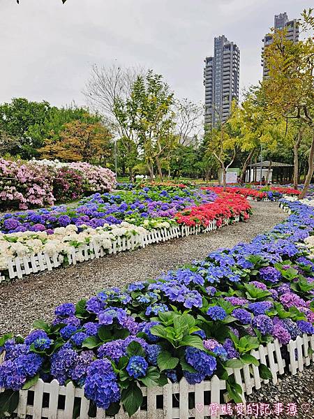 大安森林公園．台北杜鵑花季 / 繡球花 / 醉蝶花