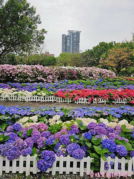 大安森林公園．台北杜鵑花季 / 繡球花 / 醉蝶花