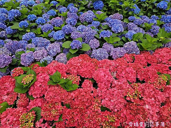 大安森林公園．台北杜鵑花季 / 繡球花 / 醉蝶花