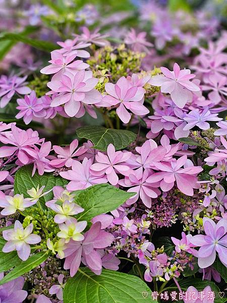 大安森林公園．台北杜鵑花季 / 繡球花 / 醉蝶花