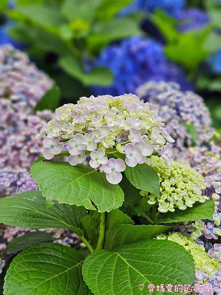 大安森林公園．台北杜鵑花季 / 繡球花 / 醉蝶花