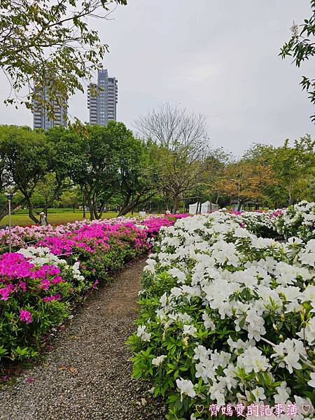 大安森林公園．台北杜鵑花季 / 繡球花 / 醉蝶花