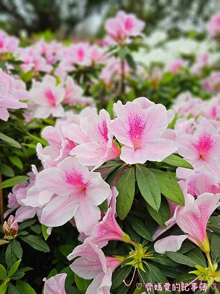 大安森林公園．台北杜鵑花季 / 繡球花 / 醉蝶花