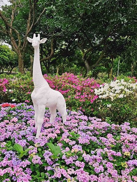 大安森林公園．台北杜鵑花季 / 繡球花 / 醉蝶花