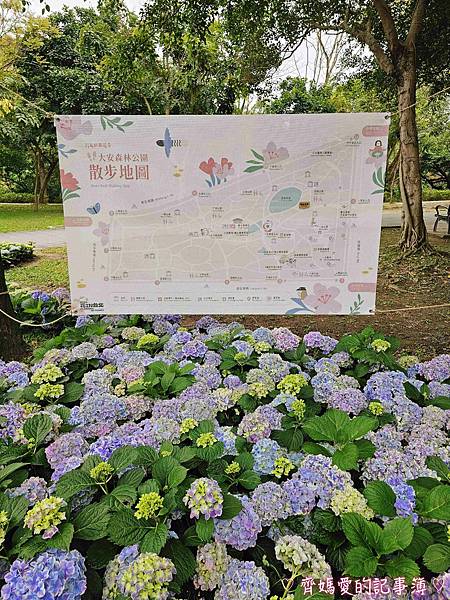 大安森林公園．台北杜鵑花季 / 繡球花 / 醉蝶花