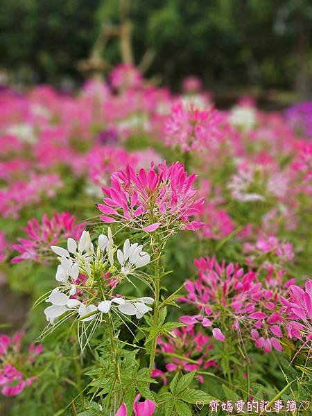 大安森林公園．台北杜鵑花季 / 繡球花 / 醉蝶花