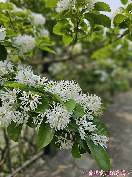 台中潭子．流蘇花園 (預約制 / 流蘇 / 紫藤)