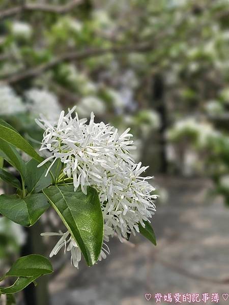 台中潭子．流蘇花園 (預約制 / 流蘇 / 紫藤)