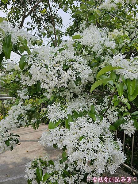 台中潭子．流蘇花園 (預約制 / 流蘇 / 紫藤)