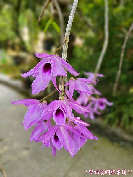 台中潭子．流蘇花園 (預約制 / 流蘇 / 紫藤)