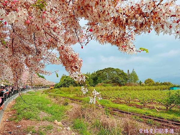 彰化二水．花旗木鐵道 (源泉派出所對面)