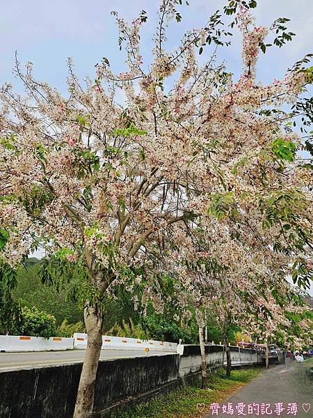 彰化二水．花旗木鐵道 (源泉派出所對面)