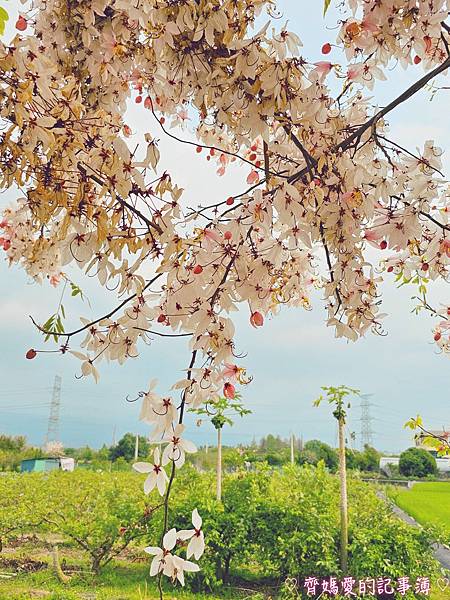 彰化二水．花旗木鐵道 (源泉派出所對面)