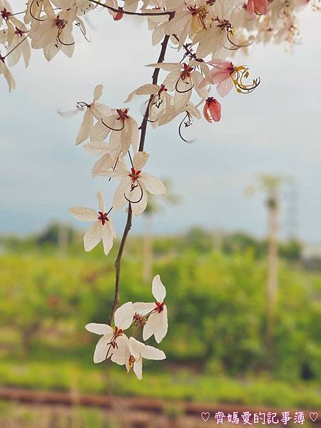 彰化二水．花旗木鐵道 (源泉派出所對面)