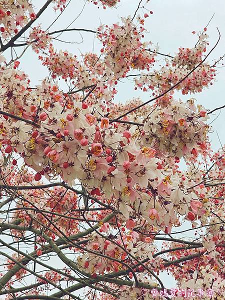 彰化二水．花旗木鐵道 (源泉派出所對面)