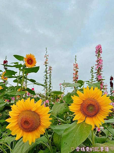 彰化員林．2024員林蜀葵花季 (大明里南區公園)