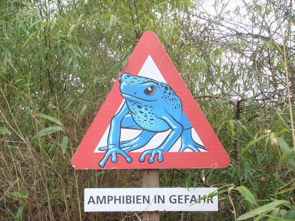 小心青蛙