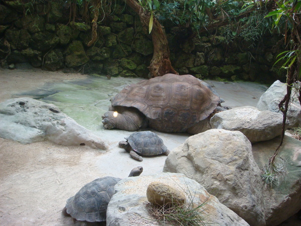 加拉巴哥象龜(超大、中)